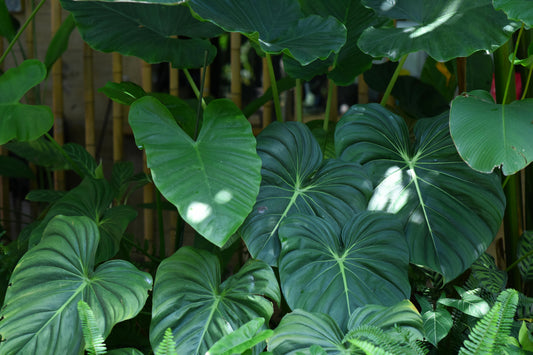 Les Hydrolats et Huiles Bio : Le Cœur Naturel de Nos Soins Yumiha